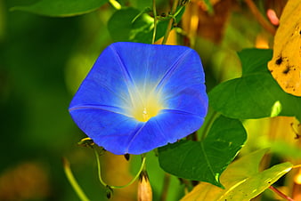 Vibrant Blue Morning Glory Flower Close Up
