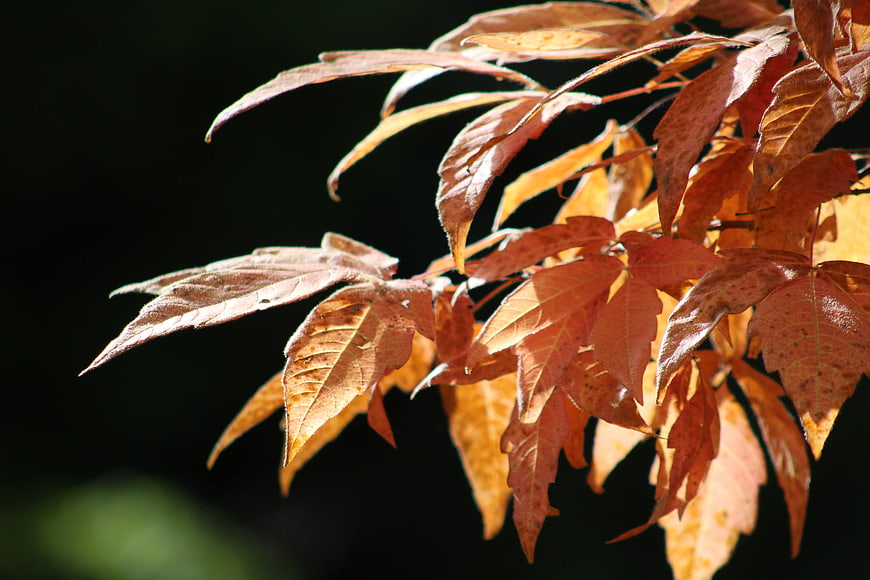 Close-up of autumn leaves backlit by sunlight