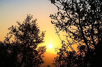 Silhouetted Trees Against Golden Sunset Sky