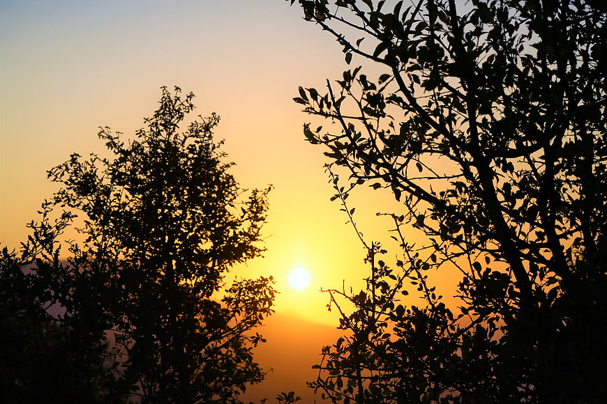 Silhouetted Trees Against Golden Sunset Sky