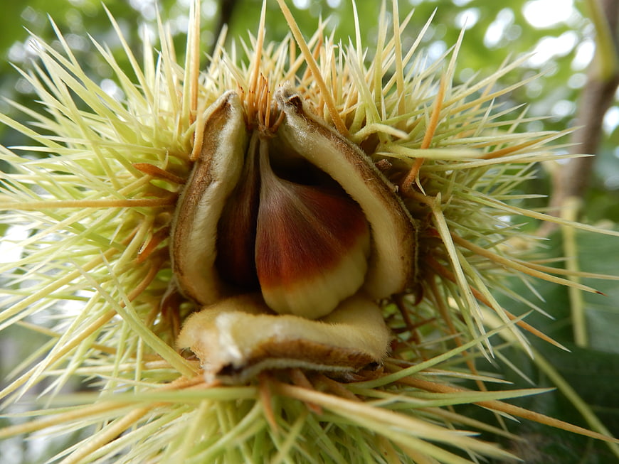 Close-up of ripe chestnut in spiky burr on tree