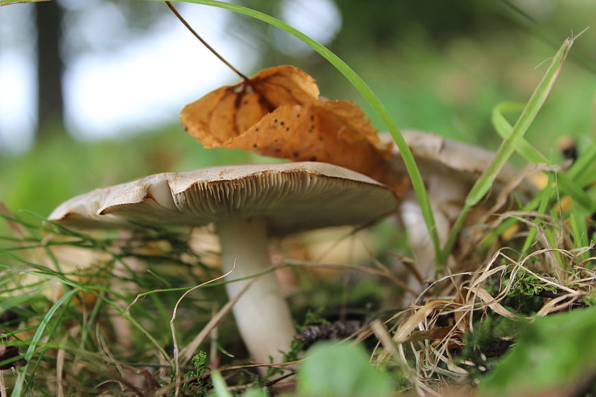Close-up of wild mushroom with gills in forest grass