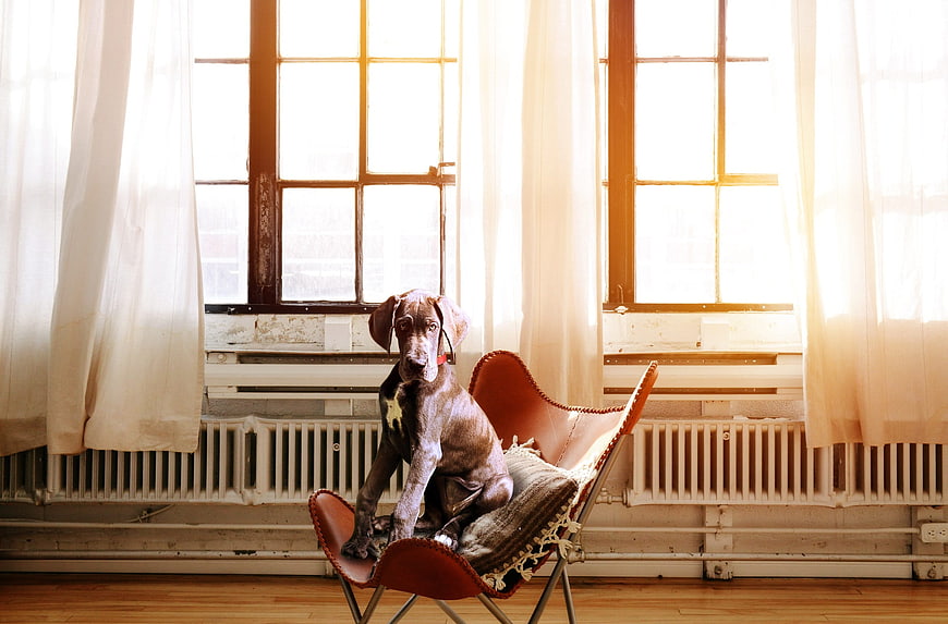 Great Dane Puppy Sitting in Leather Butterfly Chair by Window