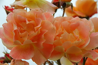Close-up of vibrant salmon and peach garden roses in full bloom