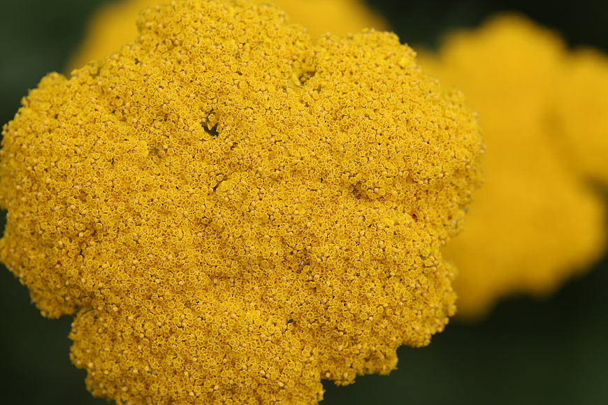 Close-up of vibrant yellow flower cluster with intricate texture