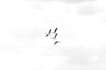 Four geese flying in formation against a cloudy sky
