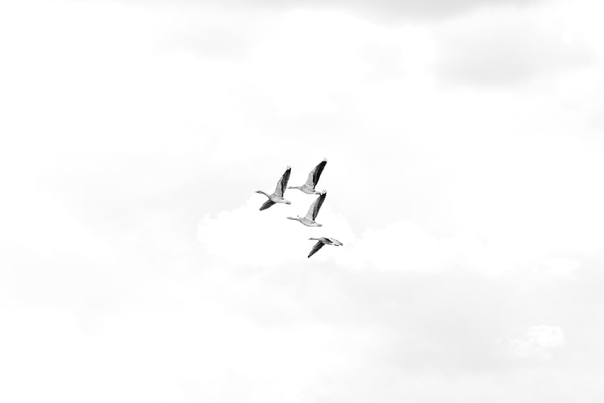 Four geese flying in formation against a cloudy sky