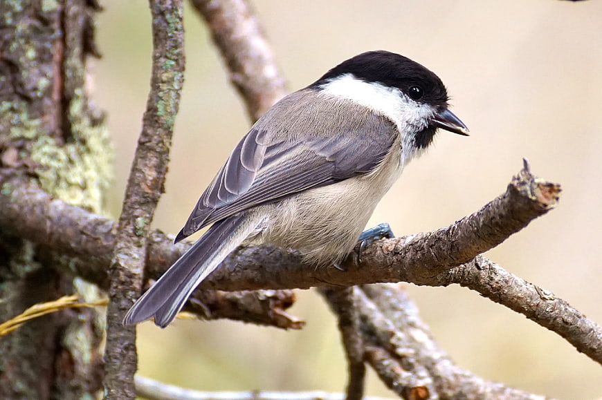 Black-capped Chickadee Perched on Tree Branch