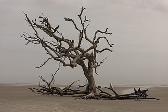 Solitary Dead Tree on Sandy Beach Shoreline