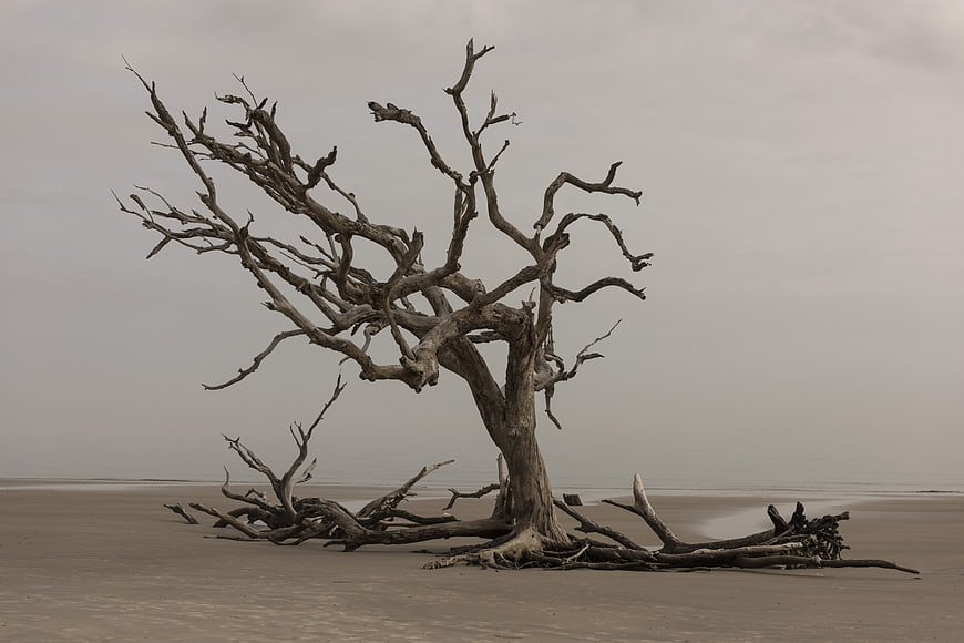 Solitary Dead Tree on Sandy Beach Shoreline