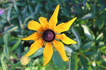 Close-up of a vibrant yellow Black-eyed Susan flower in a garden