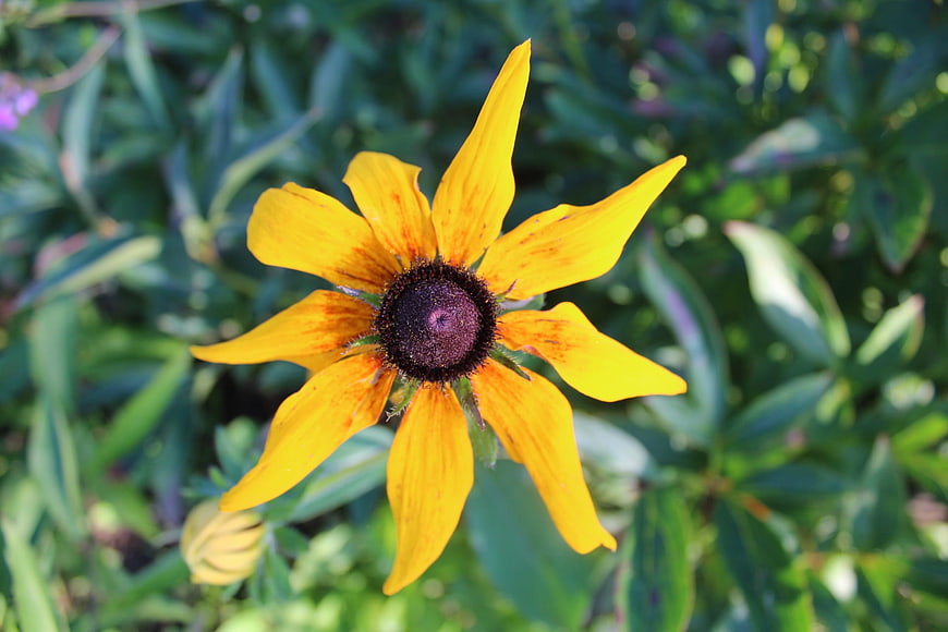 Close-up of a vibrant yellow Black-eyed Susan flower in a garden