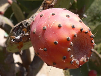 Close-up of ripe red prickly pear cactus fruit