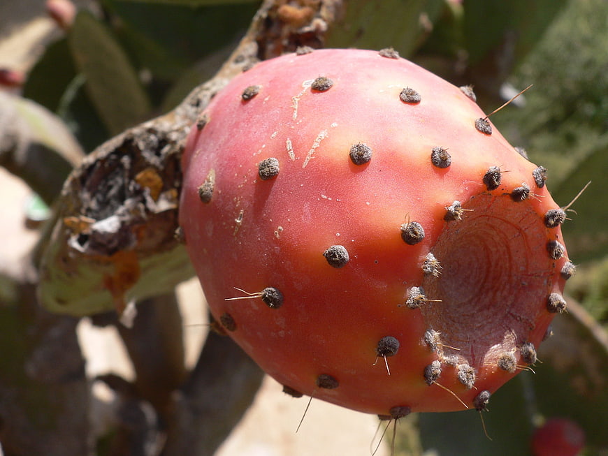Close-up of ripe red prickly pear cactus fruit
