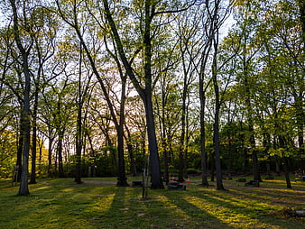 Sunlight filtering through tall trees in a green park