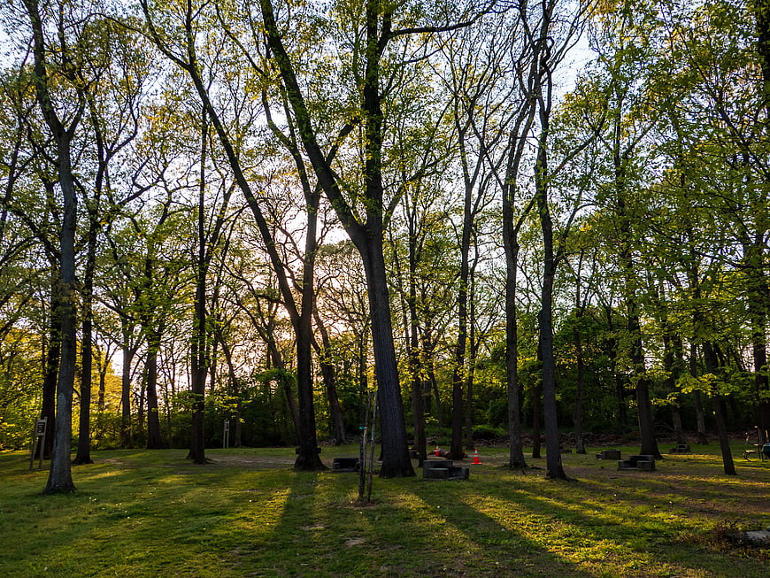 Sunlight filtering through tall trees in a green park