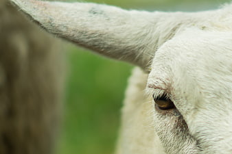 Close-up of a white sheep's eye and ear