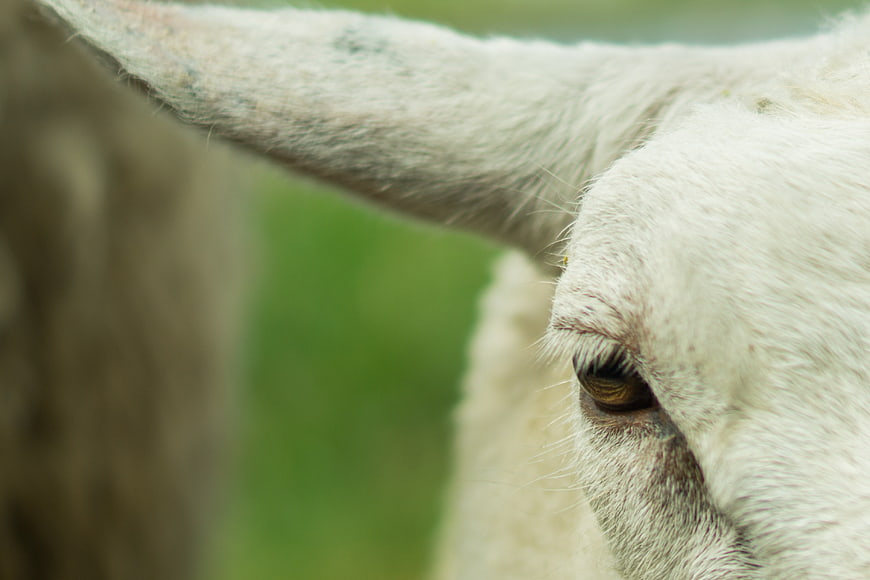 Close-up of a white sheep's eye and ear