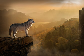 Majestic Wolf Standing on Cliff Edge at Golden Sunset