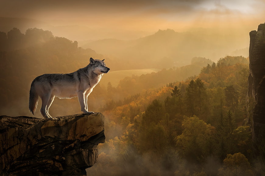 Majestic Wolf Standing on Cliff Edge at Golden Sunset