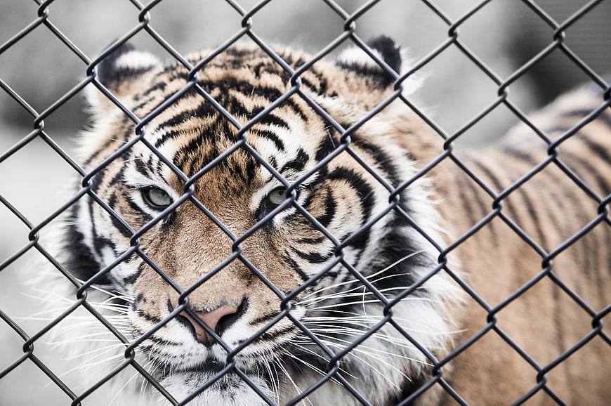 Close-up of a tiger behind a chain-link fence