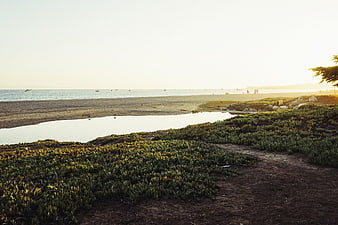 Serene coastal landscape with ice plant and ocean at sunset