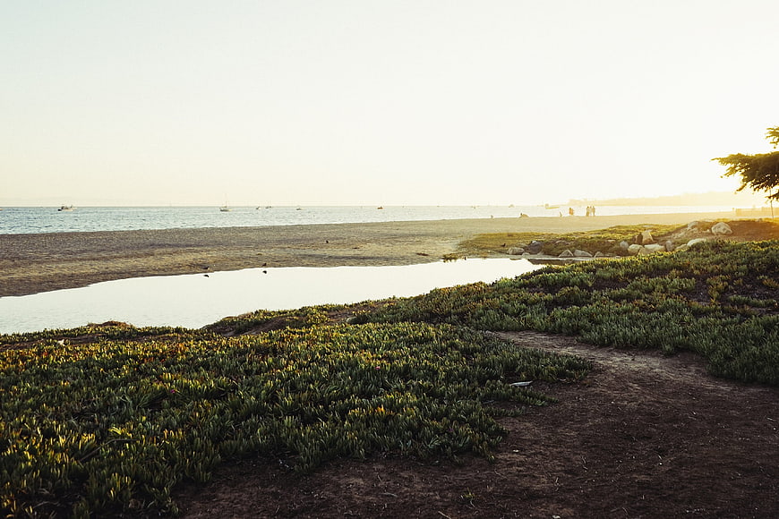 Serene coastal landscape with ice plant and ocean at sunset