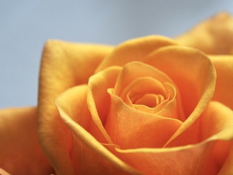 Close-up of a vibrant yellow rose with soft blue background