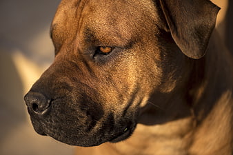 Close-up portrait of a brown African Boerboel dog in warm golden light