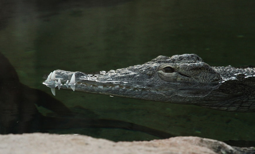 Close-up of a crocodile head floating in dark water