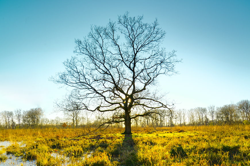 Solitary bare tree in golden marshland at sunset
