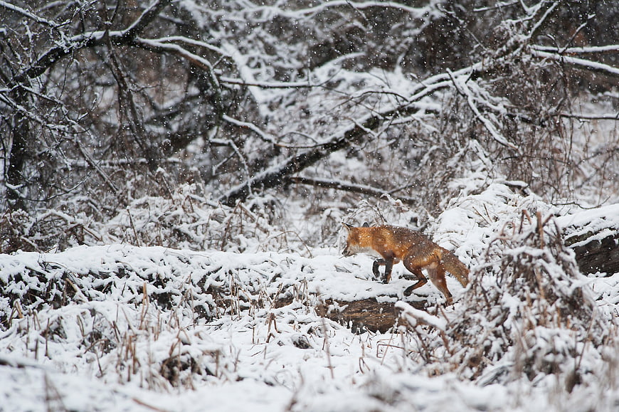 Red Fox Walking in Snowy Winter Forest