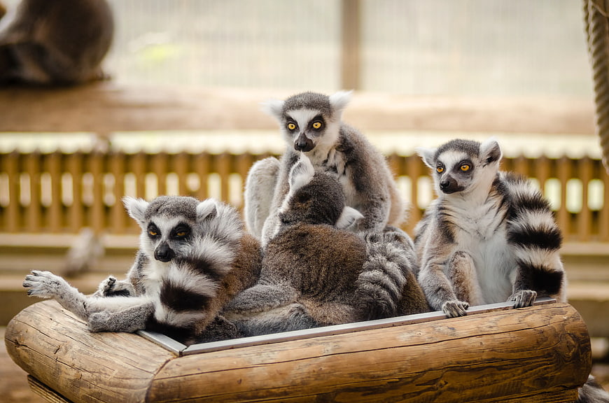 Group of Ring-Tailed Lemurs Resting on Wooden Log