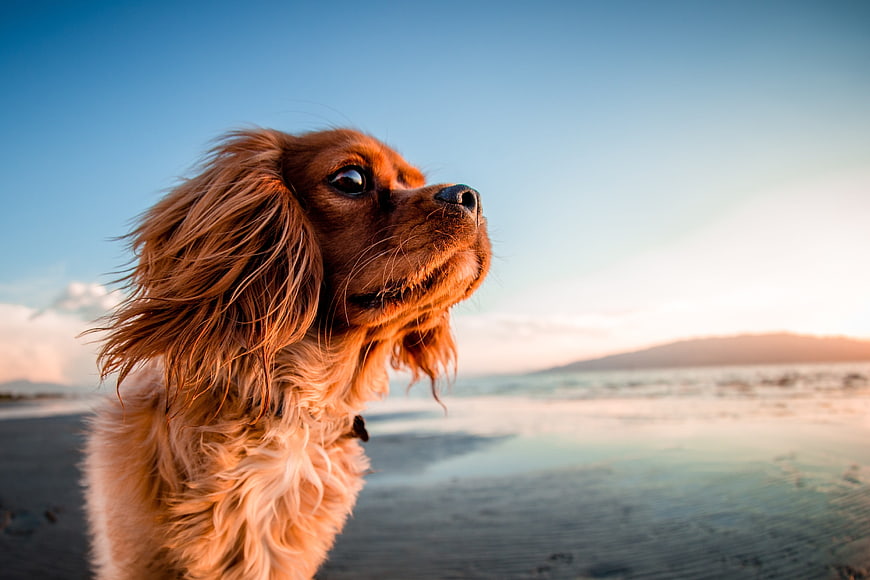 Cavalier King Charles Spaniel Dog on Beach at Sunset