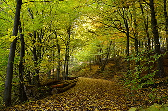 Golden autumn forest path with fallen leaves and sunlight