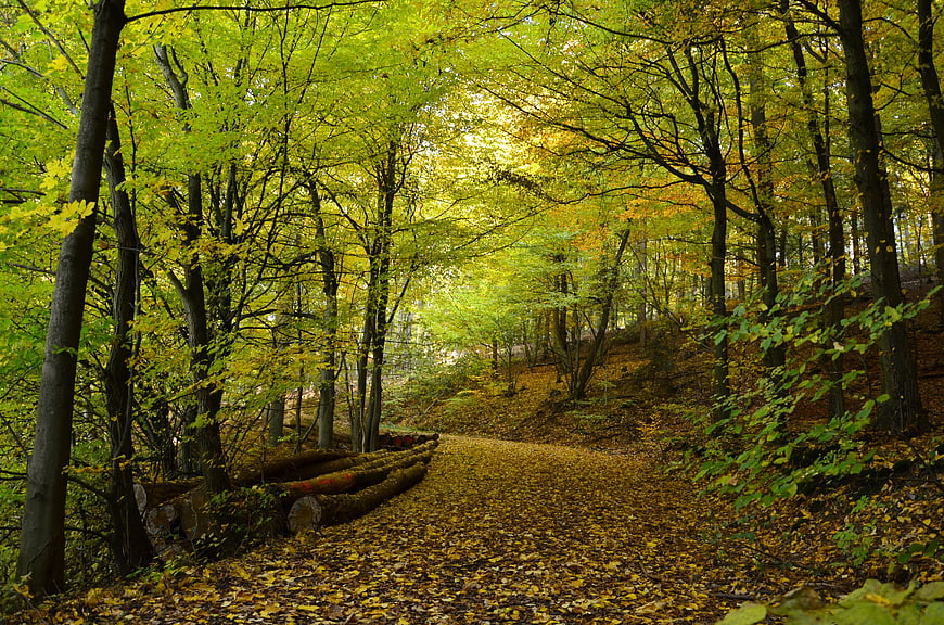 Golden autumn forest path with fallen leaves and sunlight