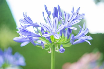Close-up of Blue Agapanthus Flower with Green Background