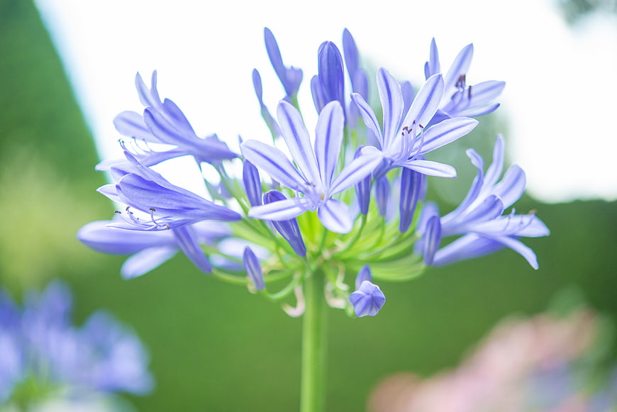 Close-up of Blue Agapanthus Flower with Green Background