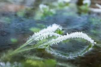 Frosty plant stem in shallow water with ice crystals