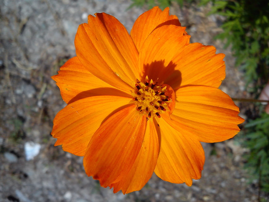 Vibrant Orange Cosmos Flower Close-Up in Sunlight