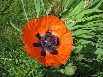 Vibrant Orange Oriental Poppy in Summer Garden