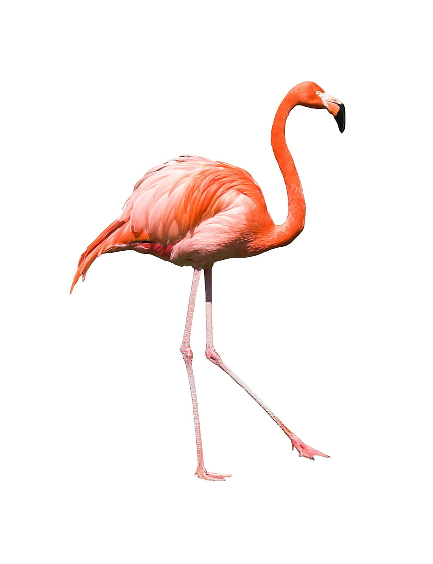Pink flamingo standing on white background