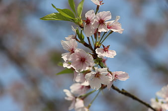 Cherry Blossoms on Branch Against Blue Sky