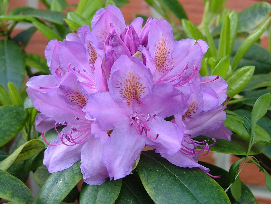 Close-up of vibrant purple rhododendron flowers with green leaves