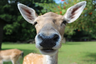 Close-up of curious spotted deer nose and ears