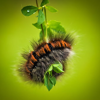 Close-up of Hairy Caterpillar on Green Leaf