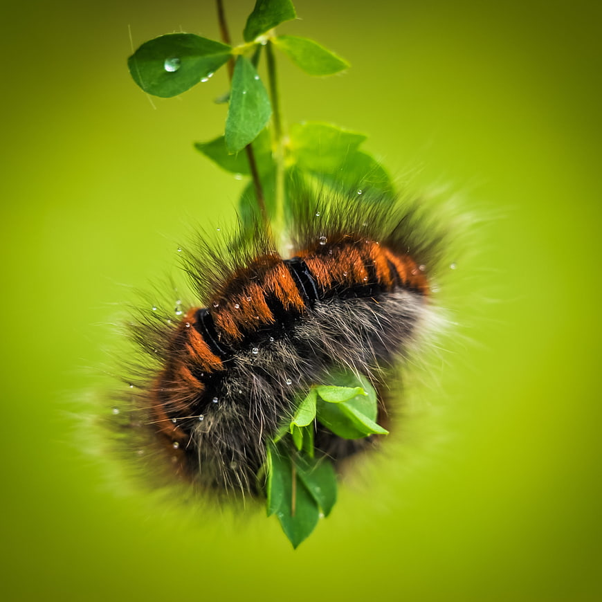 Close-up of Hairy Caterpillar on Green Leaf