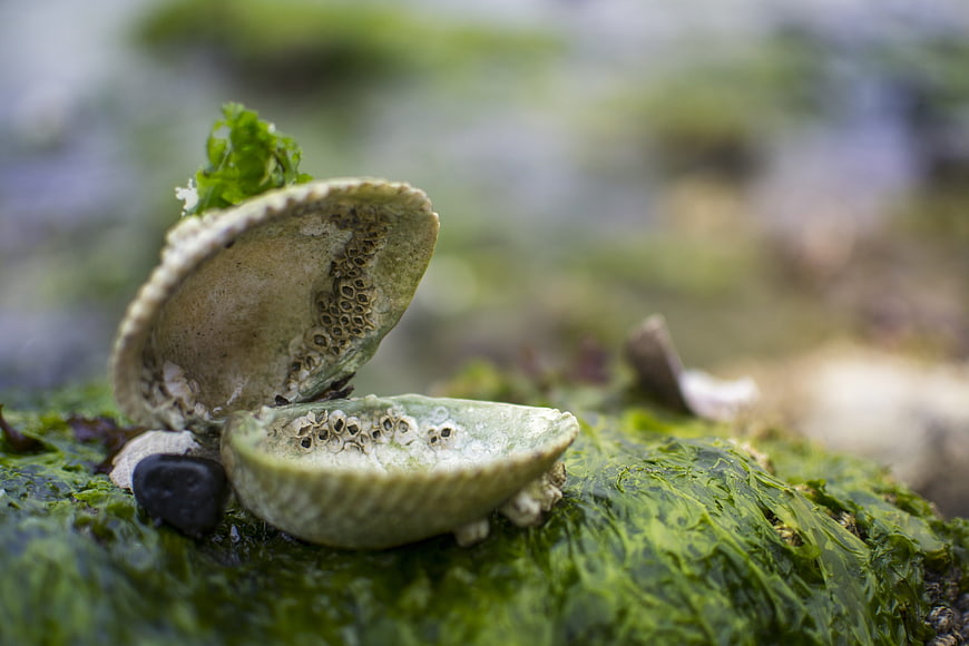Open clam shell with barnacles on mossy rock