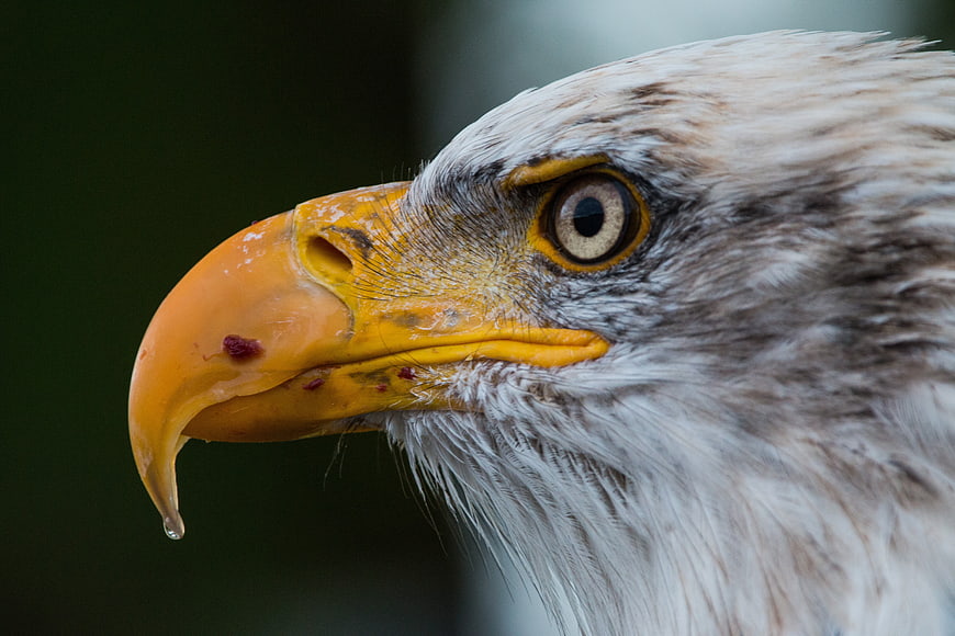 Close-up portrait of a bald eagle head with sharp eye and beak