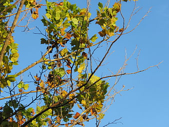 Autumn tree branches with green and yellow leaves against blue sky